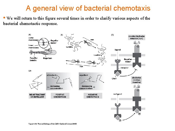 A general view of bacterial chemotaxis • We will return to this figure several