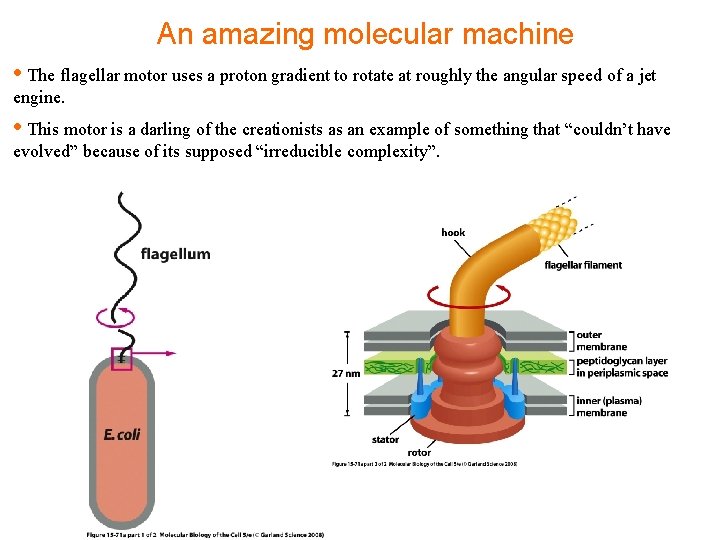 An amazing molecular machine • The flagellar motor uses a proton gradient to rotate