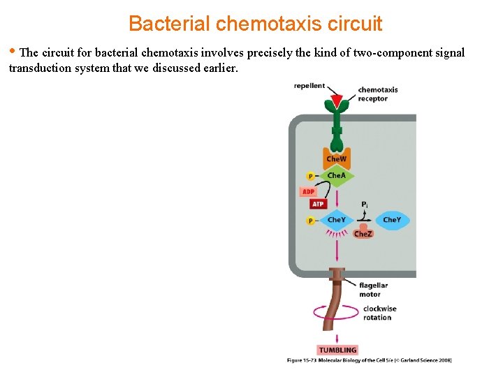 Bacterial chemotaxis circuit • The circuit for bacterial chemotaxis involves precisely the kind of