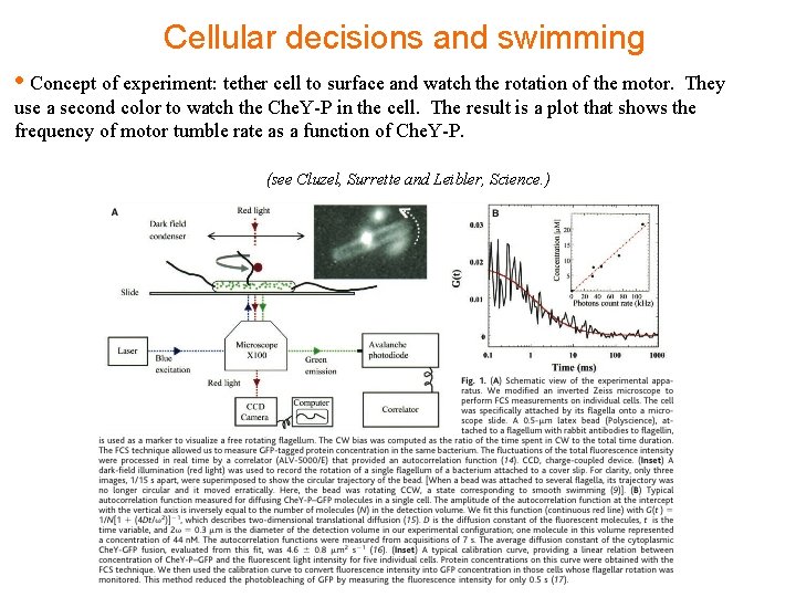 Cellular decisions and swimming • Concept of experiment: tether cell to surface and watch