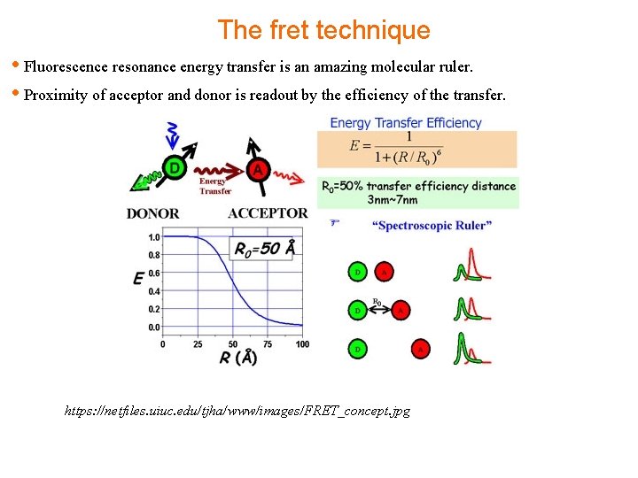 The fret technique • Fluorescence resonance energy transfer is an amazing molecular ruler. •