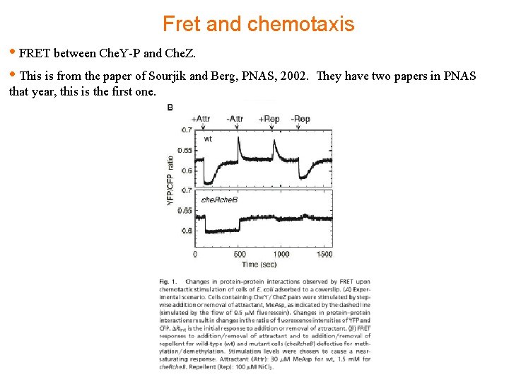 Fret and chemotaxis • FRET between Che. Y-P and Che. Z. • This is