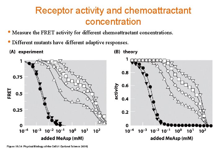 Receptor activity and chemoattractant concentration • Measure the FRET activity for different chemoattractant concentrations.