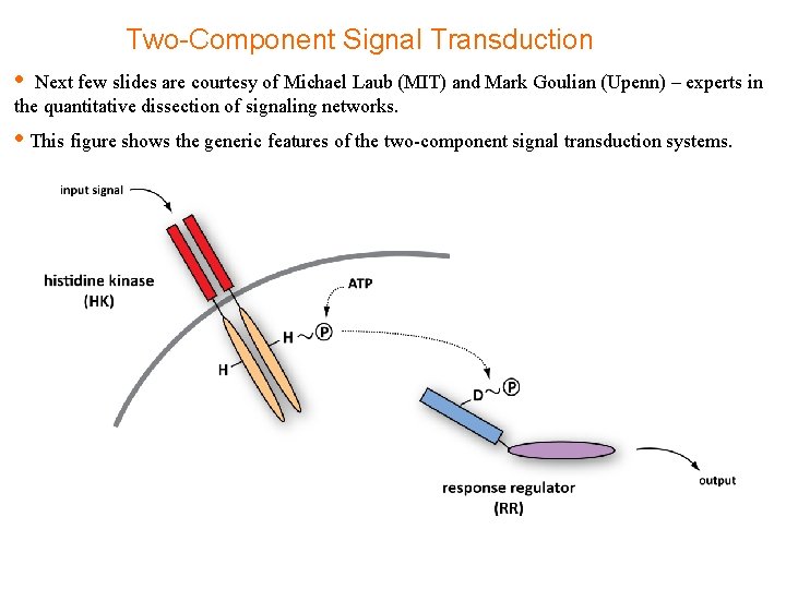 Two-Component Signal Transduction • Next few slides are courtesy of Michael Laub (MIT) and