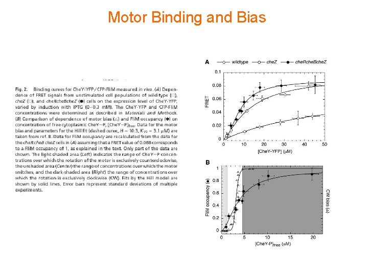 Motor Binding and Bias 