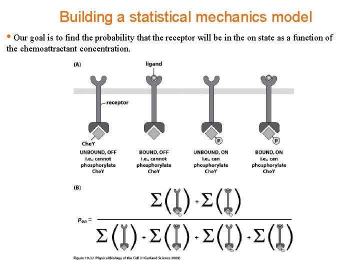 Building a statistical mechanics model • Our goal is to find the probability that