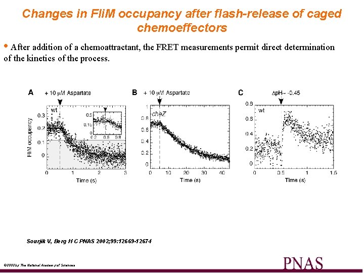 Changes in Fli. M occupancy after flash-release of caged chemoeffectors • After addition of