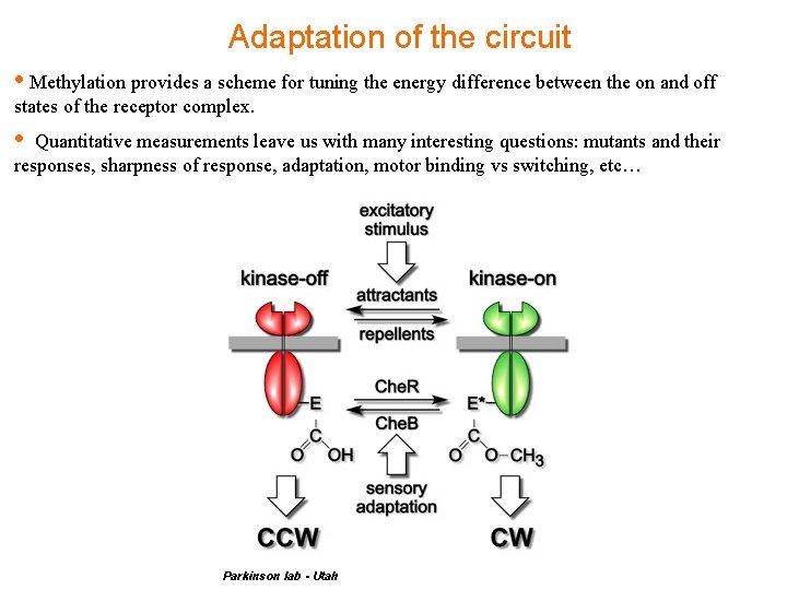 Adaptation of the circuit • Methylation provides a scheme for tuning the energy difference