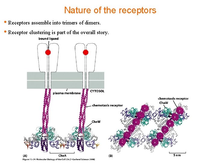 Nature of the receptors • Receptors assemble into trimers of dimers. • Receptor clustering