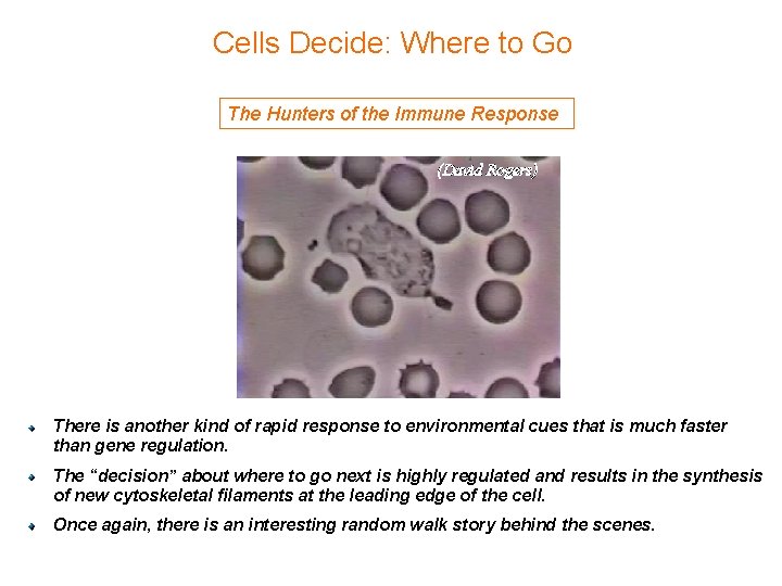 Cells Decide: Where to Go The Hunters of the Immune Response (David Rogers) (Berman