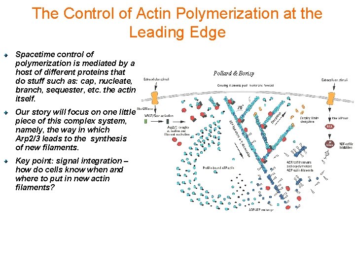 The Control of Actin Polymerization at the Leading Edge Spacetime control of polymerization is
