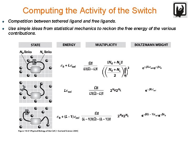 Computing the Activity of the Switch Competition between tethered ligand free ligands. Use simple