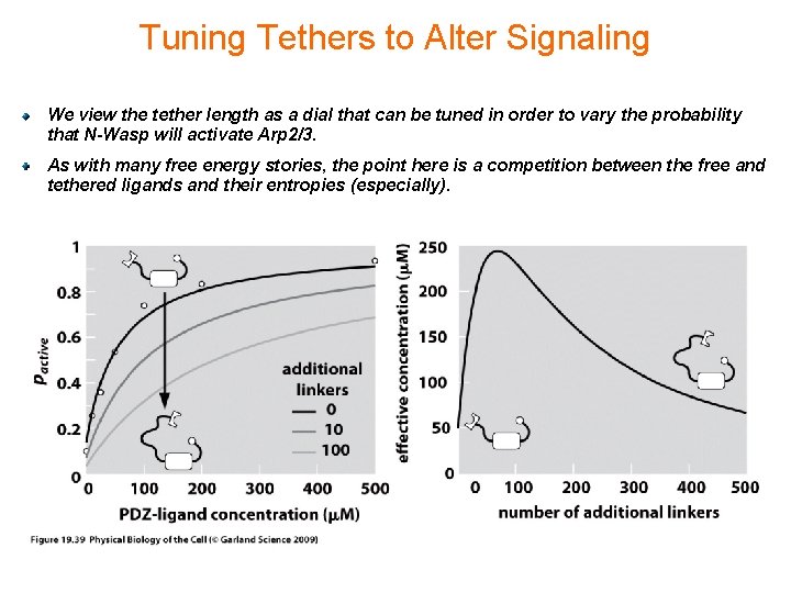 Tuning Tethers to Alter Signaling We view the tether length as a dial that