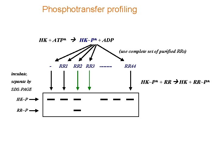 Phosphotransfer profiling HK + ATP* HK~P* + ADP (use complete set of purified RRs)