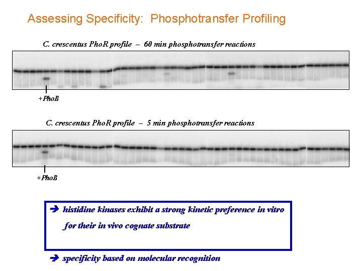 Assessing Specificity: Phosphotransfer Profiling C. crescentus Pho. R profile – 60 min phosphotransfer reactions