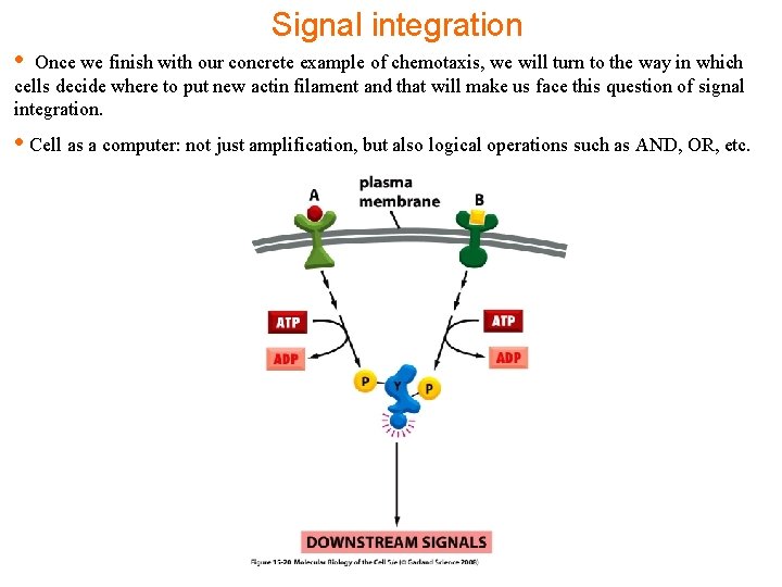  • Signal integration Once we finish with our concrete example of chemotaxis, we