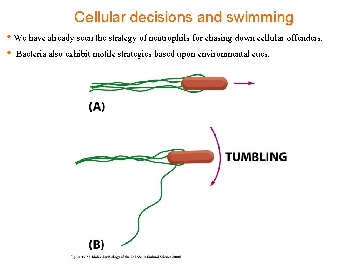 Cellular decisions and swimming • We have already seen the strategy of neutrophils for