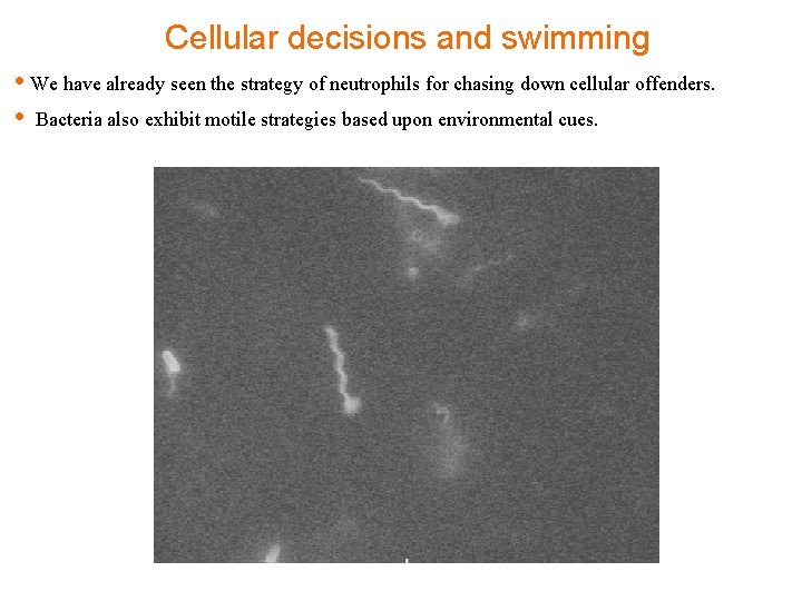 Cellular decisions and swimming • We have already seen the strategy of neutrophils for