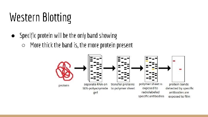 Western Blotting ● Specific protein will be the only band showing ○ More thick