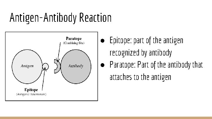 Antigen-Antibody Reaction ● Epitope: part of the antigen recognized by antibody ● Paratope: Part