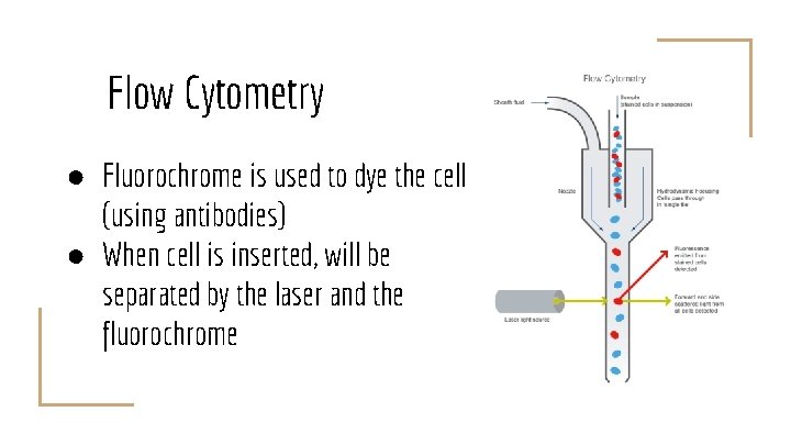 Flow Cytometry ● Fluorochrome is used to dye the cell (using antibodies) ● When