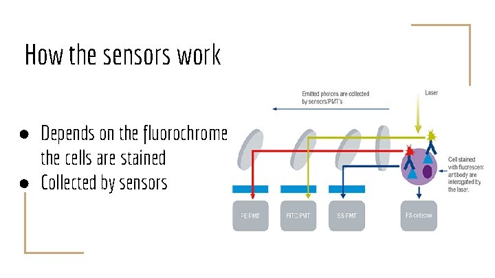 How the sensors work ● Depends on the fluorochrome the cells are stained ●