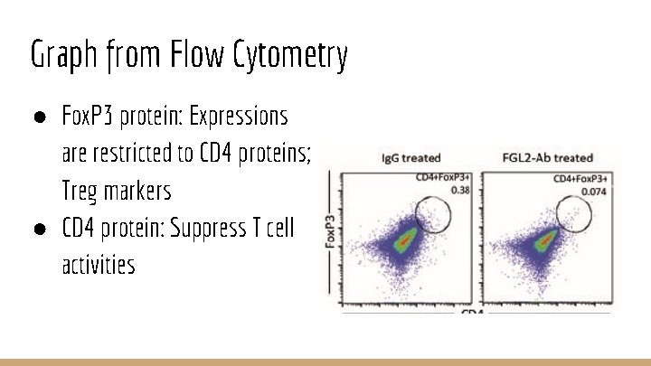 Graph from Flow Cytometry ● Fox. P 3 protein: Expressions are restricted to CD