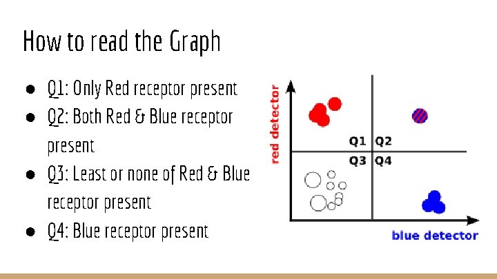 How to read the Graph ● Q 1: Only Red receptor present ● Q
