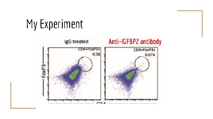 My Experiment Anti-IGFBP 2 antibody 