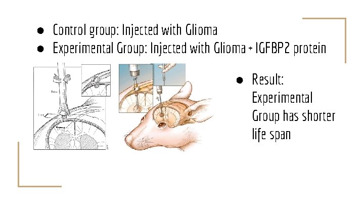 ● Control group: Injected with Glioma ● Experimental Group: Injected with Glioma + IGFBP