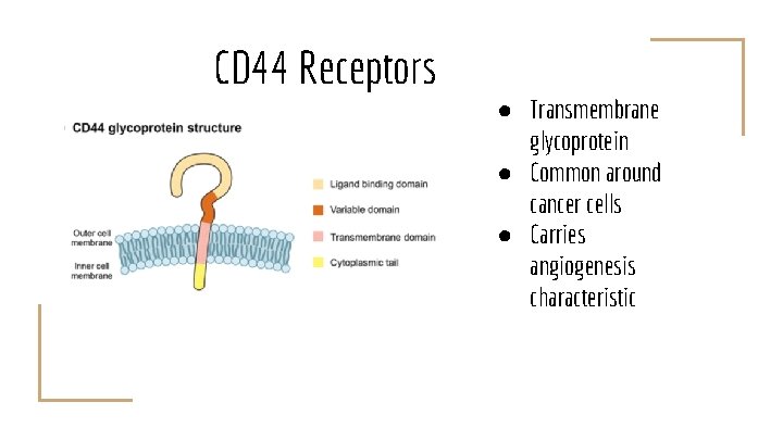 CD 44 Receptors ● Transmembrane glycoprotein ● Common around cancer cells ● Carries angiogenesis