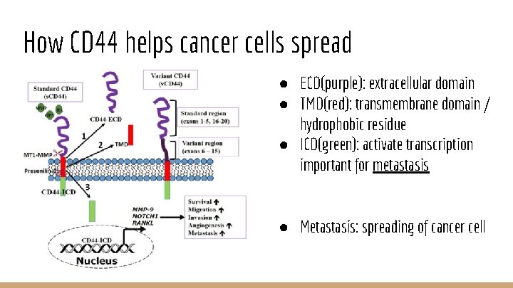 How CD 44 helps cancer cells spread ● ECD(purple): extracellular domain ● TMD(red): transmembrane