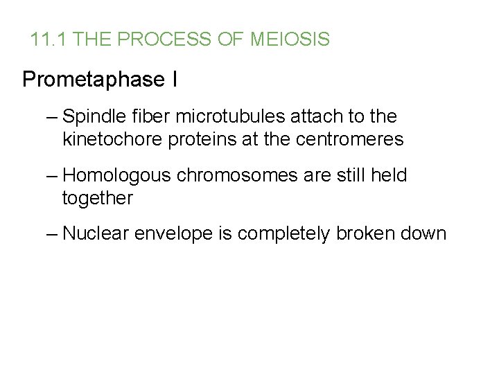 11. 1 THE PROCESS OF MEIOSIS Prometaphase I – Spindle fiber microtubules attach to