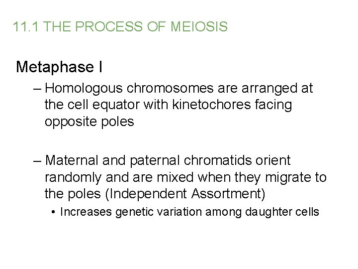 11. 1 THE PROCESS OF MEIOSIS Metaphase I – Homologous chromosomes are arranged at