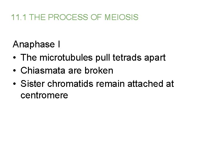 11. 1 THE PROCESS OF MEIOSIS Anaphase I • The microtubules pull tetrads apart
