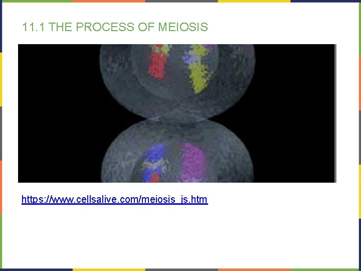11. 1 THE PROCESS OF MEIOSIS https: //www. cellsalive. com/meiosis_js. htm 