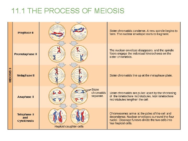 11. 1 THE PROCESS OF MEIOSIS 