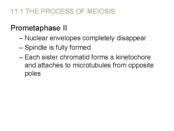 11. 1 THE PROCESS OF MEIOSIS Prometaphase II – Nuclear envelopes completely disappear –