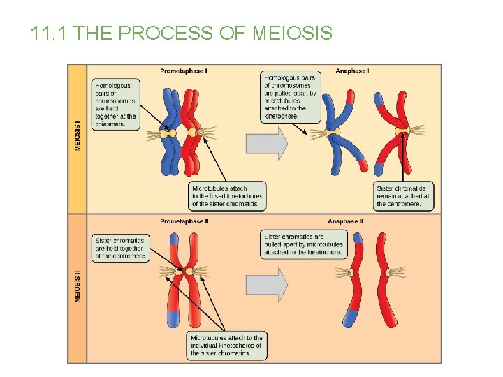 11. 1 THE PROCESS OF MEIOSIS 