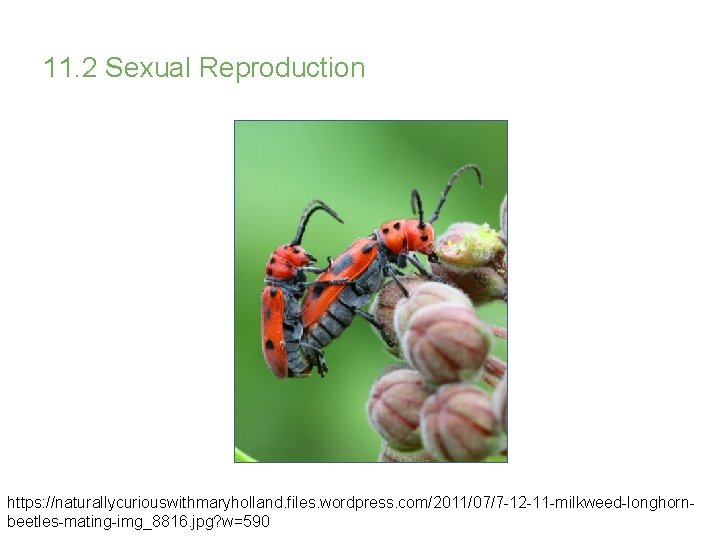 11. 2 Sexual Reproduction https: //naturallycuriouswithmaryholland. files. wordpress. com/2011/07/7 -12 -11 -milkweed-longhornbeetles-mating-img_8816. jpg? w=590