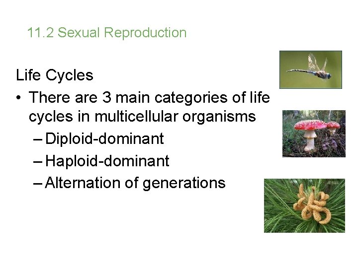 11. 2 Sexual Reproduction Life Cycles • There are 3 main categories of life