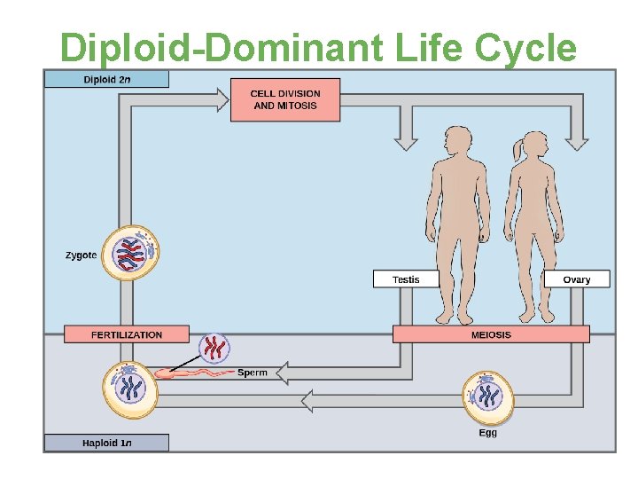 Diploid-Dominant Life Cycle 