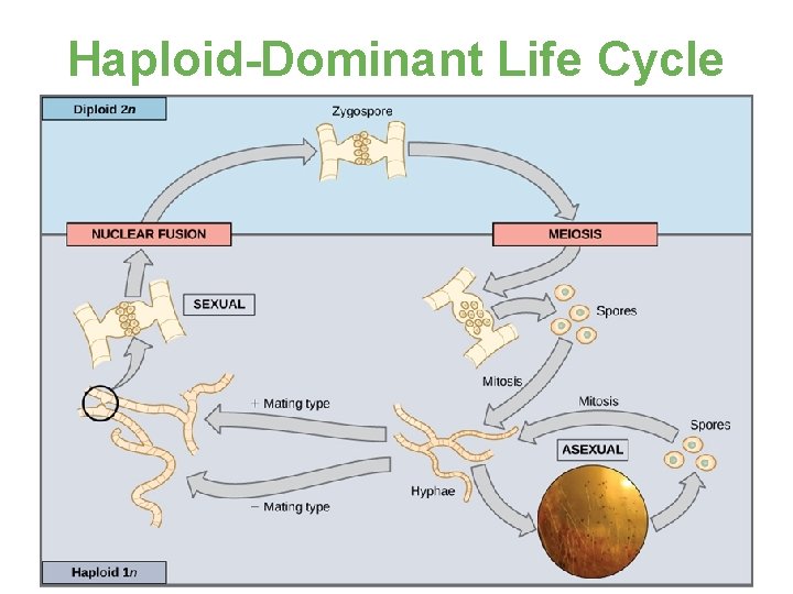 Haploid-Dominant Life Cycle 