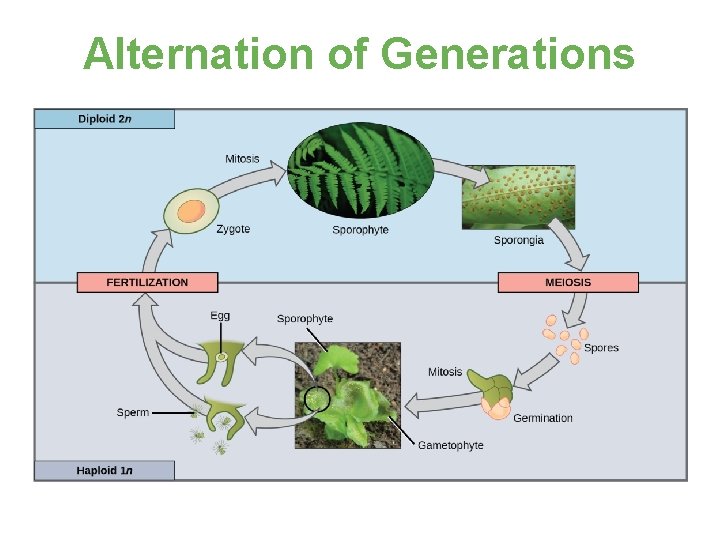 Alternation of Generations 