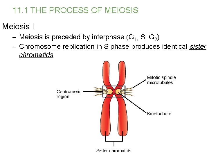 11. 1 THE PROCESS OF MEIOSIS Meiosis I – Meiosis is preceded by interphase