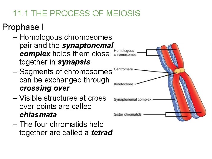 11. 1 THE PROCESS OF MEIOSIS Prophase I – Homologous chromosomes pair and the