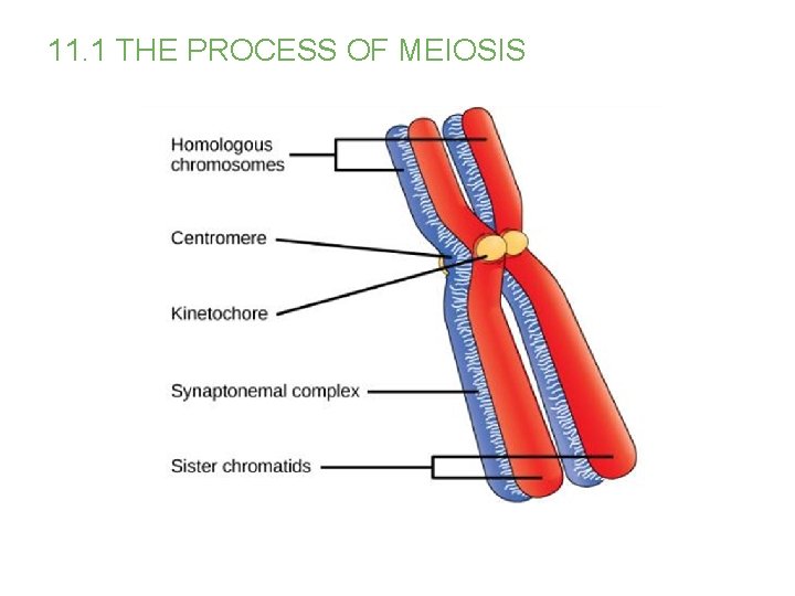 11. 1 THE PROCESS OF MEIOSIS 