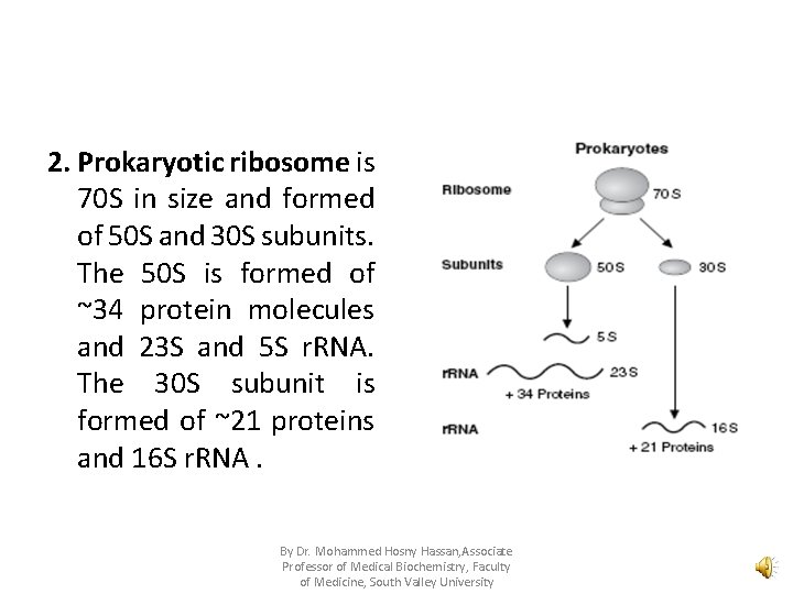 2. Prokaryotic ribosome is 70 S in size and formed of 50 S and