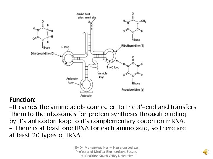 Function: -It carries the amino acids connected to the 3'-end and transfers them to