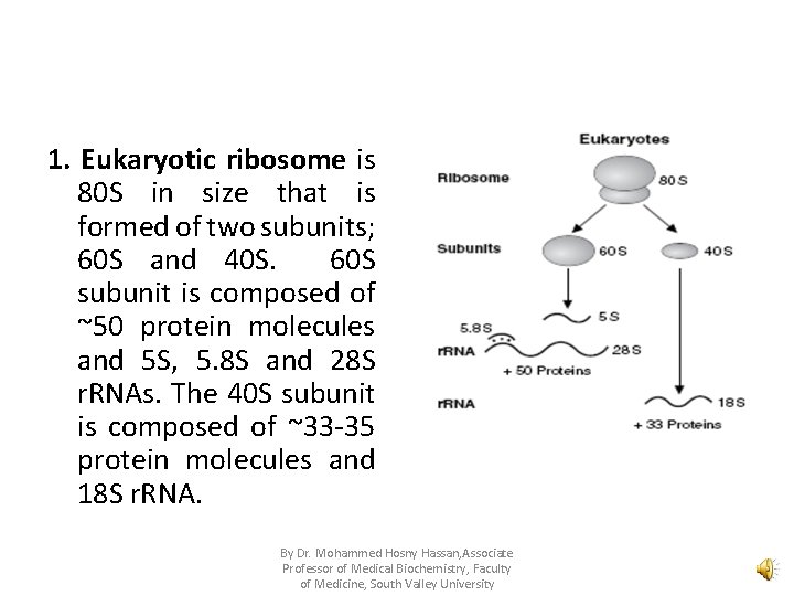 1. Eukaryotic ribosome is 80 S in size that is formed of two subunits;